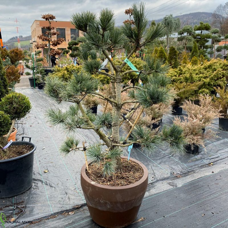Pinus cembra, Borovica limbová  ´GLAUCA´ kont. C70L, výška: 100-120 cm - BONSAJ (-34°C)